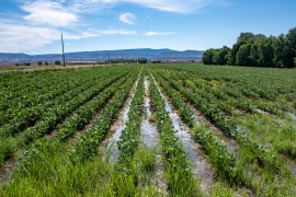 Soy field at Winddrift Farms